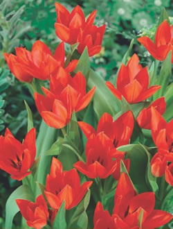 Praestans Van Tubergen Tulip Bulbs