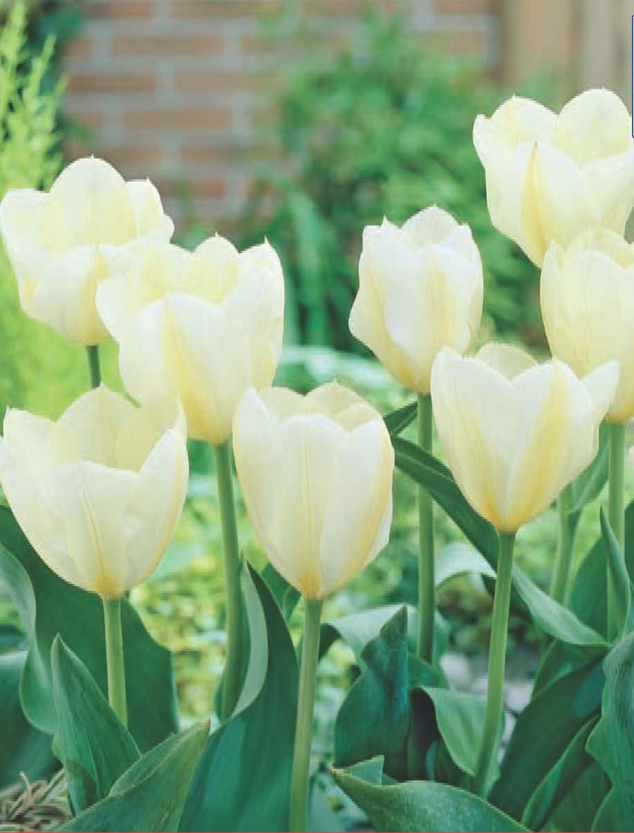 Tulip Bulbs Collection  - Purissima
