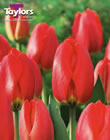 Tulip Red Impression Bulbs - Blooming Value Tulip Range