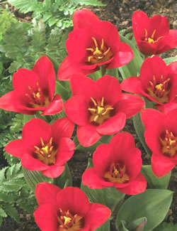 Tulip Collection Bulbs - Showwinner