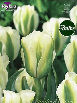 Spring Green Tulip Bulbs