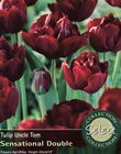 Uncle Tom Tulip Bulbs - Select Premium Variety