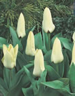 Concerto Tulip Bulbs