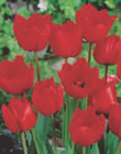 Crystal Beauty Tulip Bulbs