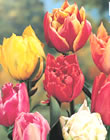Tulip Bulbs - Double Early Mixed