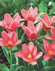 Fashion Tulip Bulbs