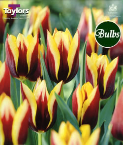 Tulip Gavota Bulbs - Blooming Value Tulip Range