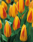 Tulip Bulbs - Giuseppe Verdi