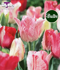 Tulip Hemisphere Bulbs - Blooming Value Tulip Range