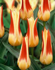 Tulip Bulbs - Johan Strauss