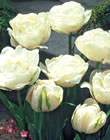 Mount Tacoma - Double Late Tulip Bulbs