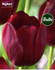 National Velvet - Cottage Garden Tulip Bulb