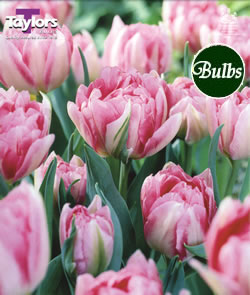 Tulip Peach Blossom Bulbs - Blooming Value Tulip Range