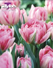 Tulip Peach Blossom Bulbs - Blooming Value Tulip Range