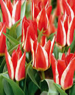 Tulip Bulbs - Pinocchio
