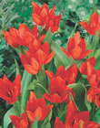 Praestans Van Tubergen Tulip Bulbs
