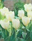 Tulip Bulbs Collection  - Purissima