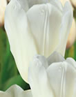 Tulip Bulbs - Purmissia