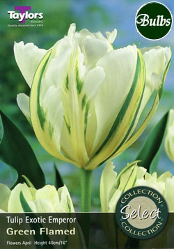 Exotic Emperor Tulip Bulbs - Select Premium Variety