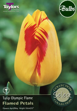 Olympic Flame Tulip Bulbs - Select Premium Variety