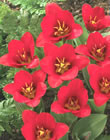 Tulip Collection Bulbs - Showwinner