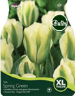 Tulip Spring Green Bulbs - XL Value Range