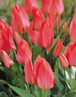 Tulip Bulbs - Toronto