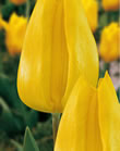 Tulip Bulbs - Yokohamma