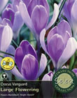 Vanguard Crocus Bulbs - Select Premium Variety