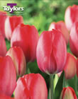 Tulip Van Eijk Bulbs - Blooming Value Tulip Range