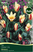 Water Lily Tulip Bulbs
