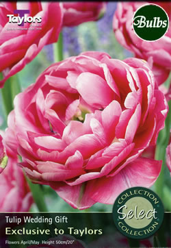 Wedding Gift Tulip Bulbs - Select Premium Variety