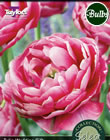 Wedding Gift Tulip Bulbs - Select Premium Variety