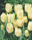Tulip Bulbs - White Fire