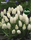 White Magic - Muscari Bulb