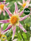Willie Willie Windmill Dahlia Bulbs