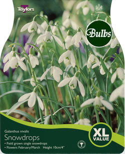 Snowdrops Galanthus Nivalis - XL Value Range