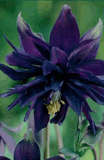 Aquilegia Black Barlow Xtra Large Bulbs