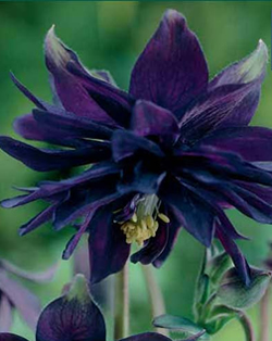 Aquilegia Black Barlow Xtra Large Bulbs