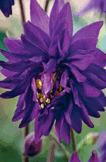 Aquilegia Blue Barlow Xtra Large Bulbs