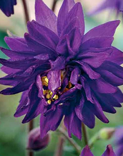 Aquilegia Blue Barlow Xtra Large Bulbs