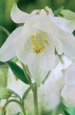 Aquilegia White Barlow Xtra Large Bulbs