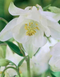Aquilegia White Barlow Xtra Large Bulbs