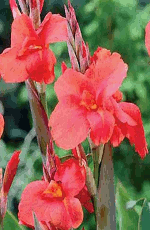 Canna Mrs Oklahoma Xtra Large Bulbs