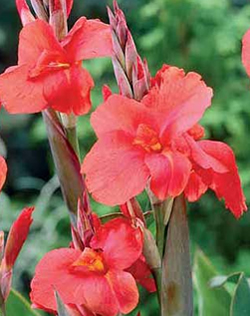 Canna Mrs Oklahoma Xtra Large Bulbs