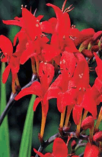 Crocosmia Lucifer Xtra Large Bulbs