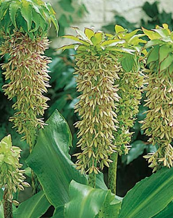 Eucomis Bicolour Xtra Large Bulbs
