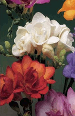 Freesia Double Mixed Xtra Large  Bulbs