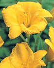 Hermocallis Stella De Oro Xtra Large Bulbs