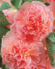 Hollyhock Peaches & Cream Xtra Large Bulbs